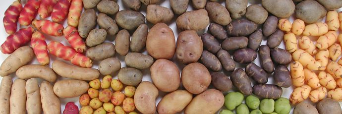 patate-andine