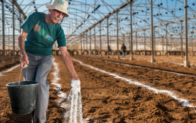 ICL tecnologie e agricoltura – Il futuro arriva da semi e fertilizzanti.